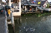 Tausende Fische leben im Fluss Maenam Chao Phraya