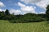 Riesige Birkenfeige aus Java