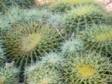 Kaktus im Jardin Majorelle