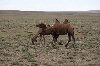 Kamele in der Gobiwueste