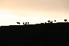 Sonnenuntergang inkl. Pferde