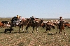 Diese Familie zieht vom Westen der Mongolei mit allem was sie hat nach Ulan Bator.(Das kann Monate dauern)