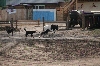 Einige der unzhligen Strassenhunde- Sie vertreiben gerade eine Kuh